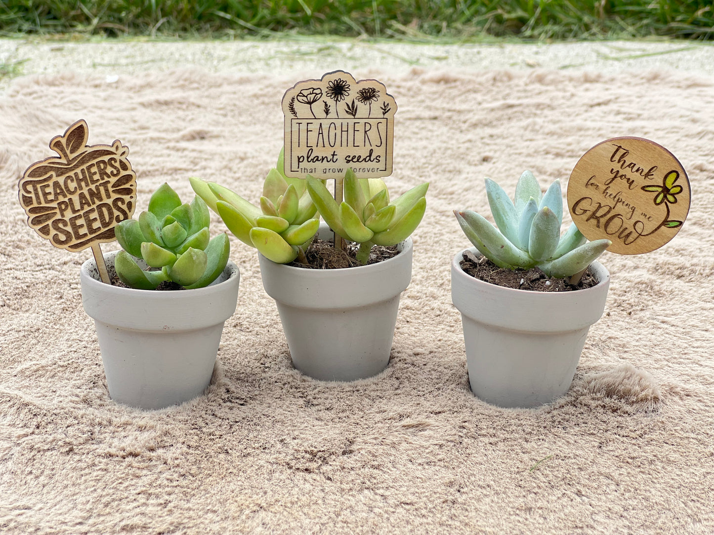 Succulent Picks